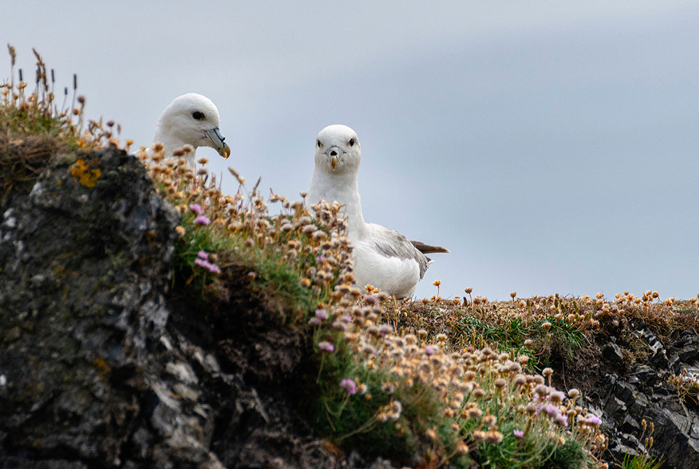 Fair Isle Weekend di Mary Jane Mucklestone